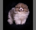 Small Photo #6 Pomeranian Puppy For Sale in WARSAW, IN, USA