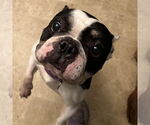 Small #1 French Bulldog