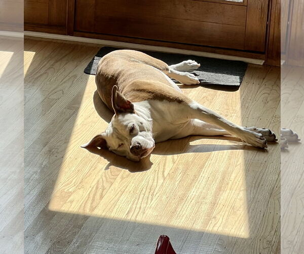 Medium Photo #7 Mutt Puppy For Sale in Mount Laurel, NJ, USA