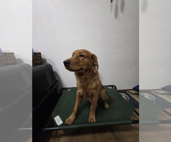 Medium Photo #1 Golden Retriever Puppy For Sale in JANESVILLE, WI, USA