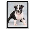 Small Photo #27 Boston Terrier Puppy For Sale in CLARE, MI, USA