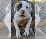 Small Photo #27 American Bulldog Puppy For Sale in MILLS RIVER, NC, USA