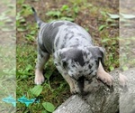 Small #1 Catahoula Leopard Dog