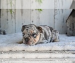 Small #4 French Bulldog