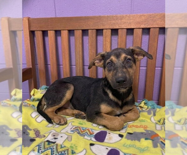 Medium Photo #1 Mutt Puppy For Sale in Genesee, WI, USA