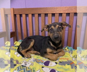 Mutt Dogs for adoption in Genesee, WI, USA