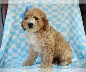 Cavapoo (Miniature) Puppy for sale in LIBERTY, KY, USA