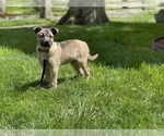 Small Photo #6 Australian Shepherd-German Shepherd Dog Mix Puppy For Sale in DETROIT, MI, USA