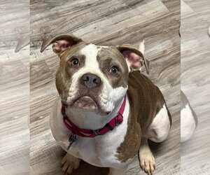 Rumi - Female American Bulldog-Unknown Mix Dog for Adoption - Photo #3