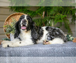 Puppy Jack Cocker Spaniel