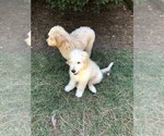 Puppy 2 Goldendoodle