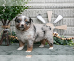 Puppy Ariel Miniature Australian Shepherd