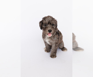 Bernedoodle Puppy for Sale in BRYAN, Texas USA