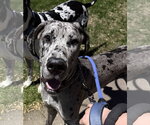 Small #1 Great Dane