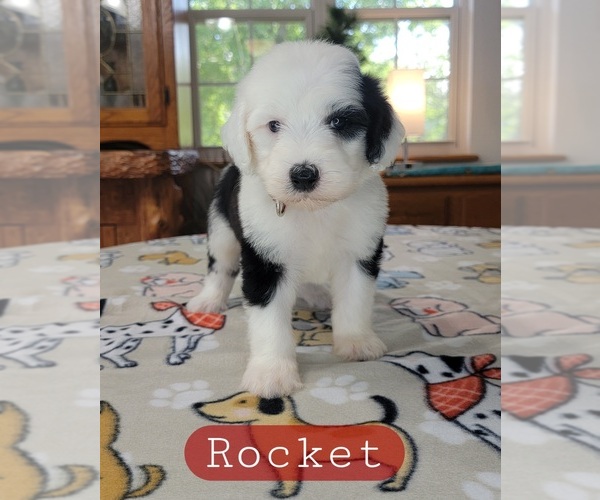 Medium Photo #2 Sheepadoodle Puppy For Sale in GOLDEN CITY, MO, USA