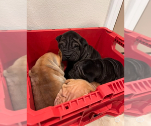 Chinese Shar-Pei Puppy for sale in HAWTHORNE, CA, USA
