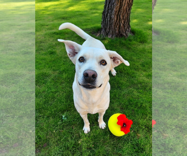 Medium Photo #1 Labrador Retriever Puppy For Sale in McKinney, TX, USA