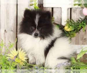 Pomeranian Puppy for sale in MOUNT VERNON, OH, USA