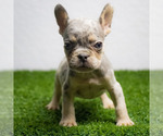 Small #13 French Bulldog