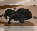 Small Photo #2 Labradoodle Puppy For Sale in MORTON, PA, USA