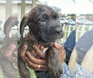 Cane Corso-Saint Bernard Mix Puppy for sale in LIVERMORE, CA, USA