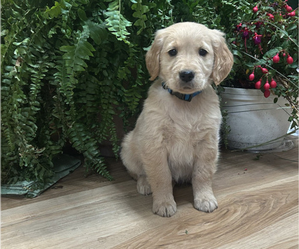Medium Photo #17 Golden Retriever Puppy For Sale in LEAF RIVER, IL, USA