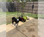 Small #1 Mutt