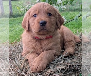 Medium Golden Retriever