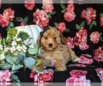 Small Photo #5 Poodle (Toy) Puppy For Sale in KIRKWOOD, PA, USA