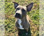 Small American Pit Bull Terrier