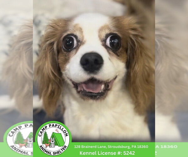 Medium Photo #1 Cavalier King Charles Spaniel Puppy For Sale in Stroudsburg, PA, USA