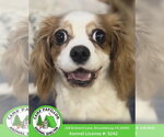 Small Cavalier King Charles Spaniel