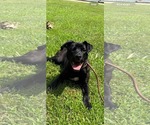 Small Photo #6 Labrador Retriever-Unknown Mix Puppy For Sale in Germantown, OH, USA