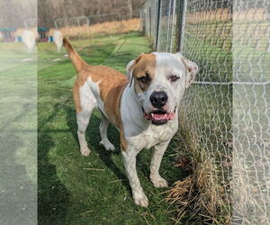 Mastiff-Unknown Mix Dogs for adoption in Calhoun, GA, USA