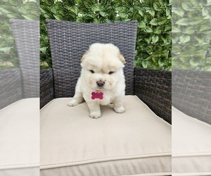 Chow Chow Puppy for sale in DALLAS, TX, USA