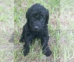 Puppy Isla Labradoodle