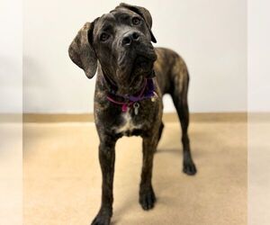 Mastiff Dogs for adoption in Aurora, CO, USA
