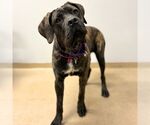 Small Mastiff