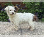 Small #3 Mutt