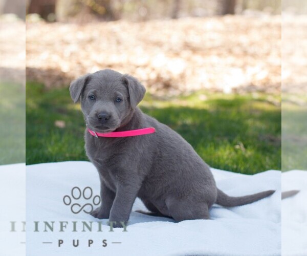 Medium Photo #3 Labrador Retriever Puppy For Sale in NARVON, PA, USA