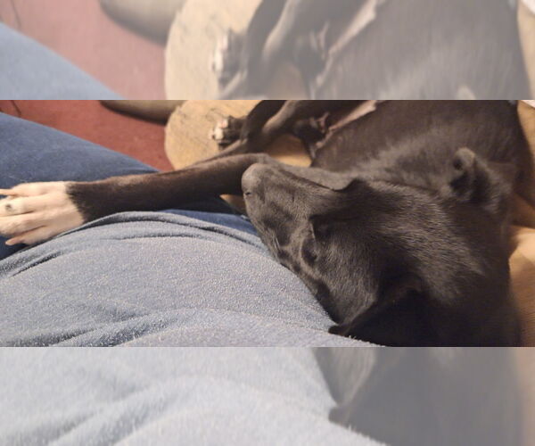 Medium Photo #8 Labrador Retriever-Unknown Mix Puppy For Sale in Aurora, IN, USA