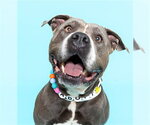 Small American Staffordshire Terrier