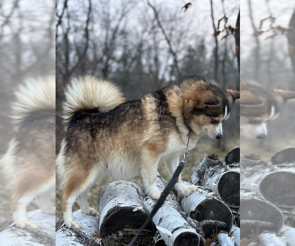 Medium Photo #1 Alaskan Klee Kai-Pomsky Mix Puppy For Sale in STAPLES, MN, USA