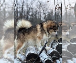 Mother of the Alaskan Klee Kai-Pomsky Mix puppies born on 05/26/2025