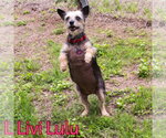 Small #10 Mutt
