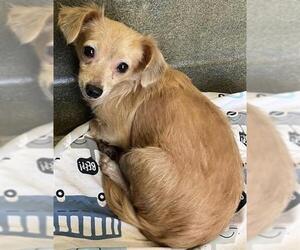 Chihuahua-Unknown Mix Dogs for adoption in San Antonio, TX, USA