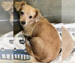 Small Chihuahua Mix