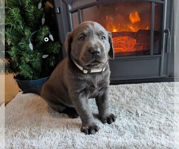 Medium Photo #2 Labrador Retriever Puppy For Sale in PALMYRA, VA, USA