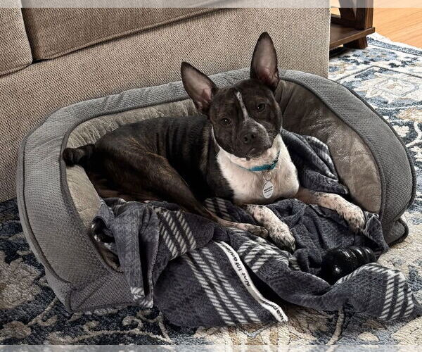 Medium Photo #1 Boston Terrier-Unknown Mix Puppy For Sale in San Jose, CA, USA