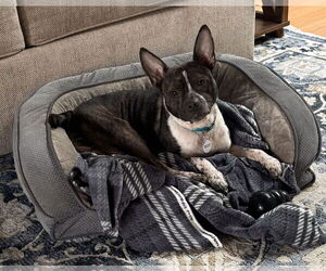 Boston Terrier-Unknown Mix Dogs for adoption in San Jose, CA, USA